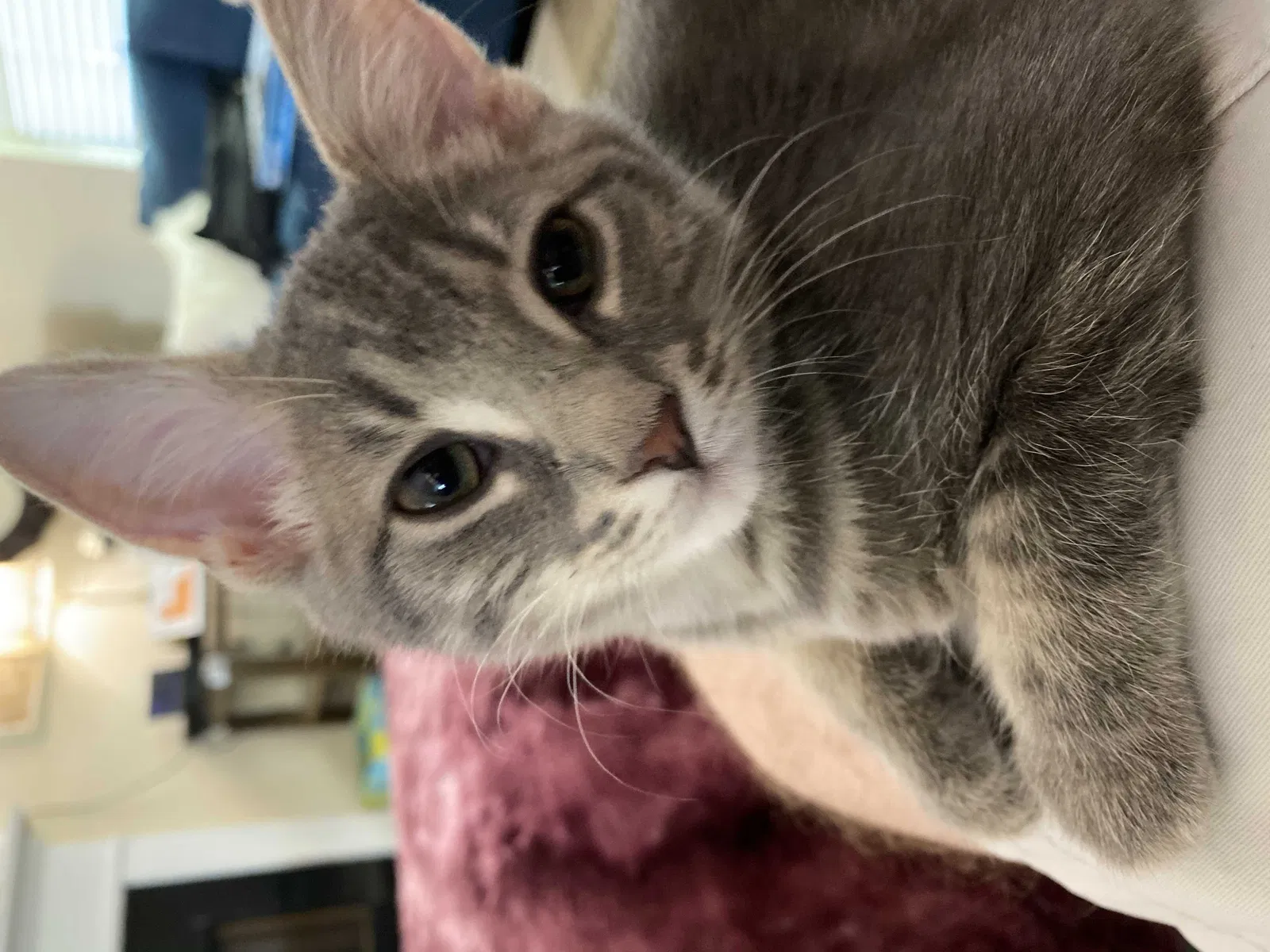 Lost cat in Clermont, GA, 30527