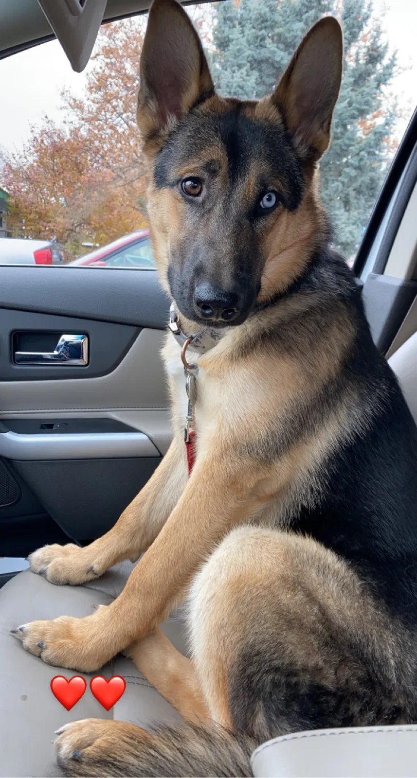 Lost dog in Tulsa, OK, 74110