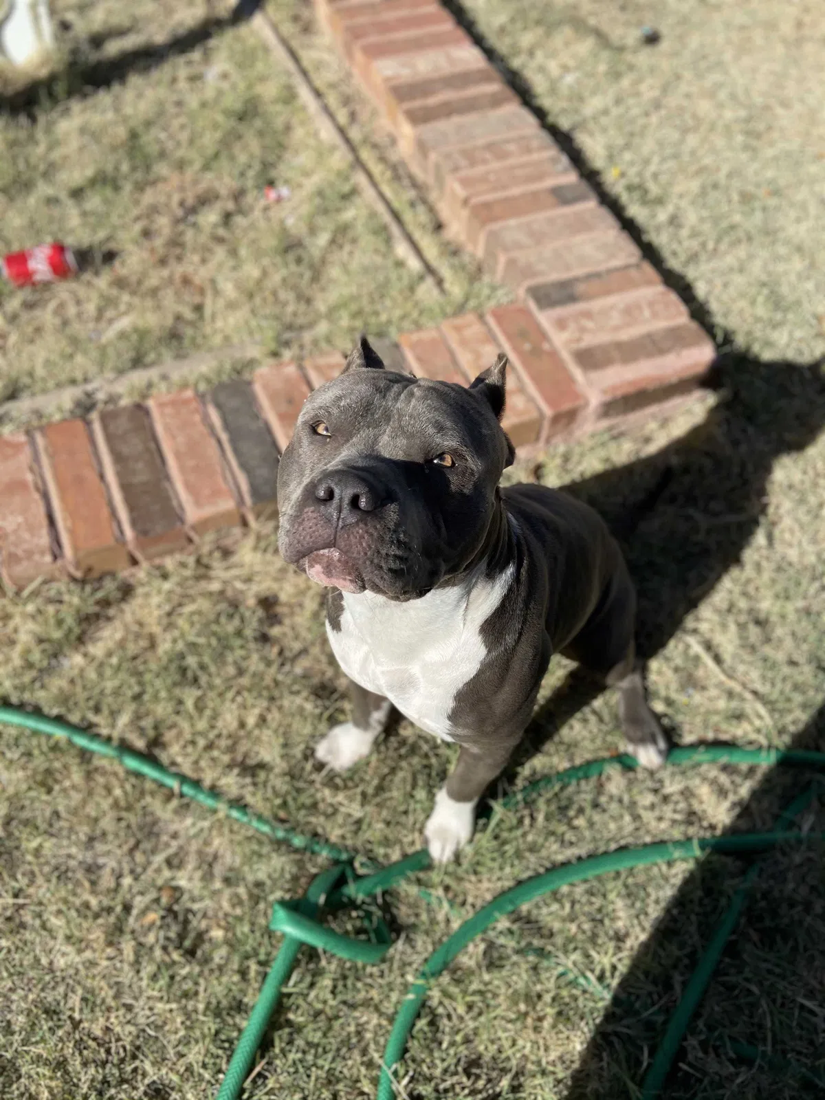 Lost dog in Midland, TX, 79701