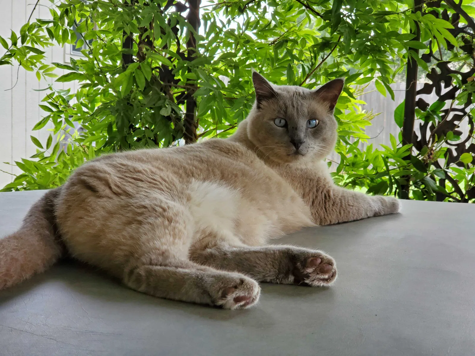 Lost cat in Fort Worth, TX, 76179
