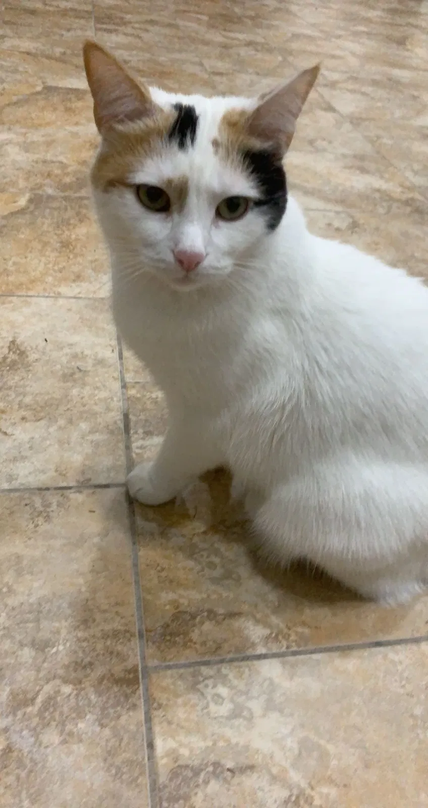 Lost cat in Dearborn, MI, 48126