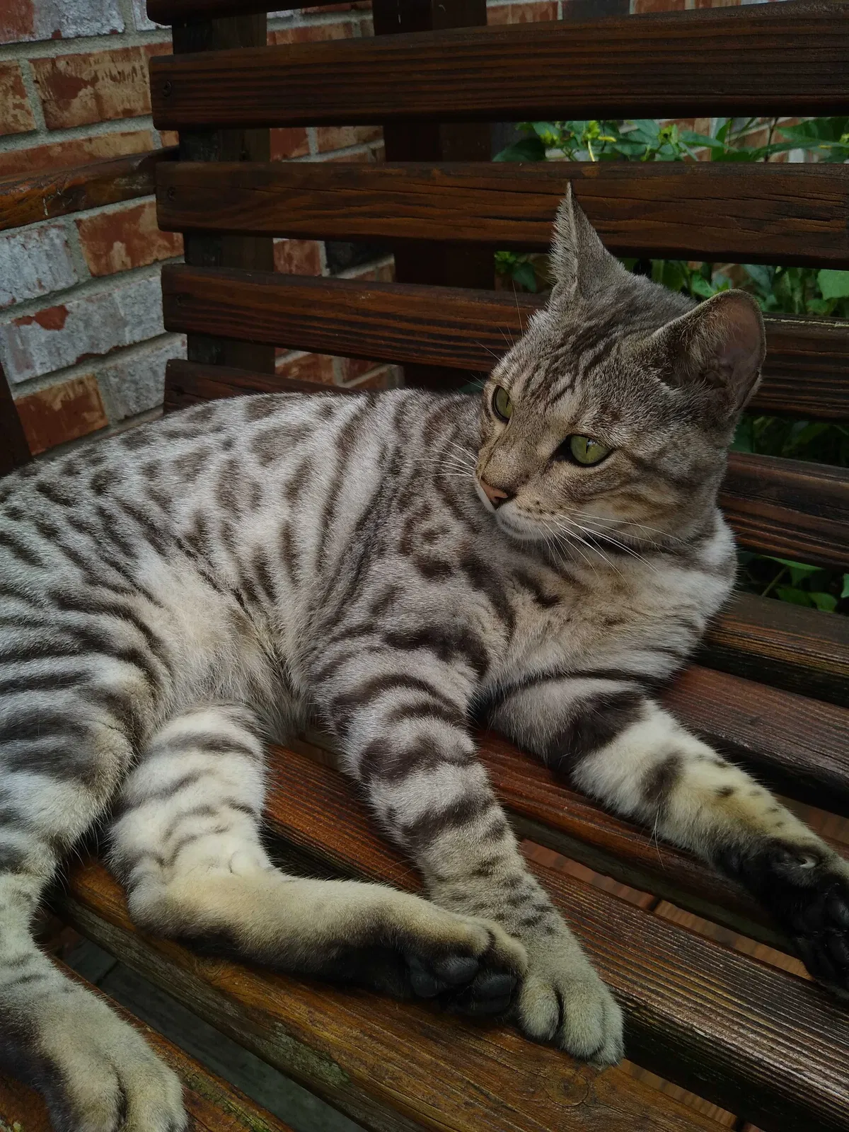 Lost cat in Jacksonville, FL, 32211