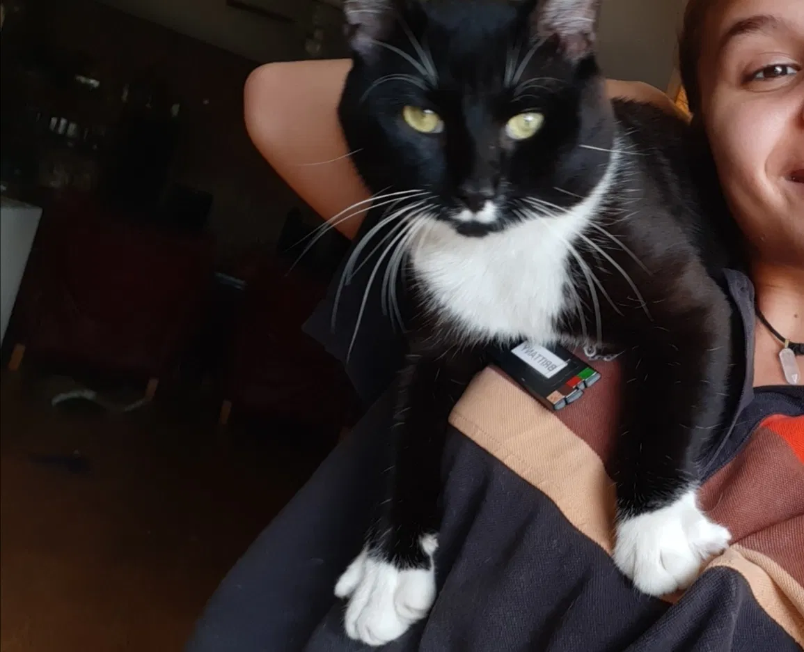 Lost cat in Bristol, TN, 37620