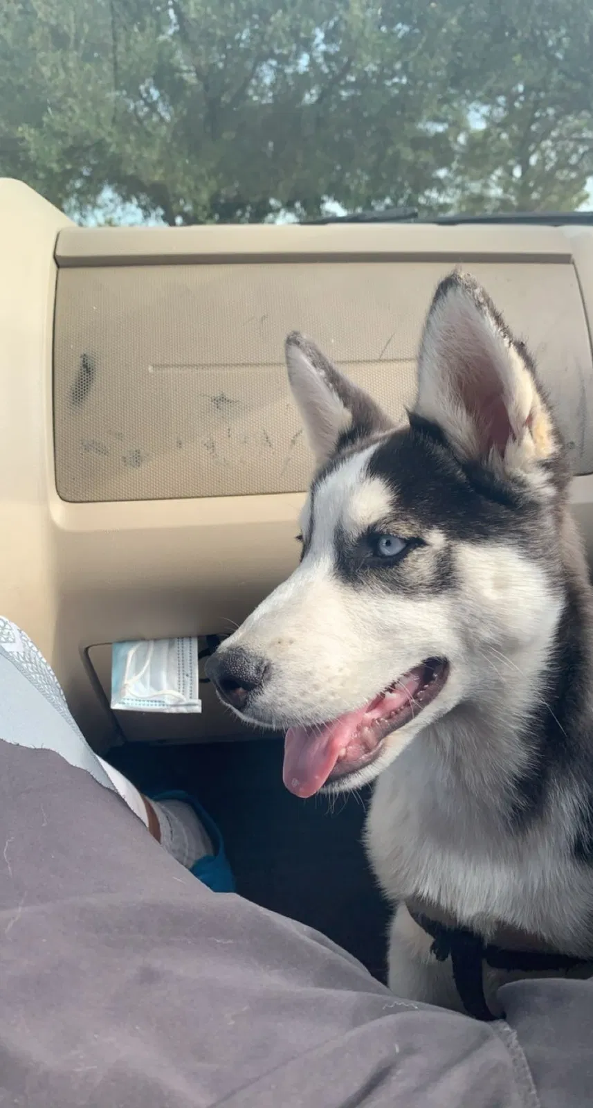 Lost dog in Cypress, TX, 77433