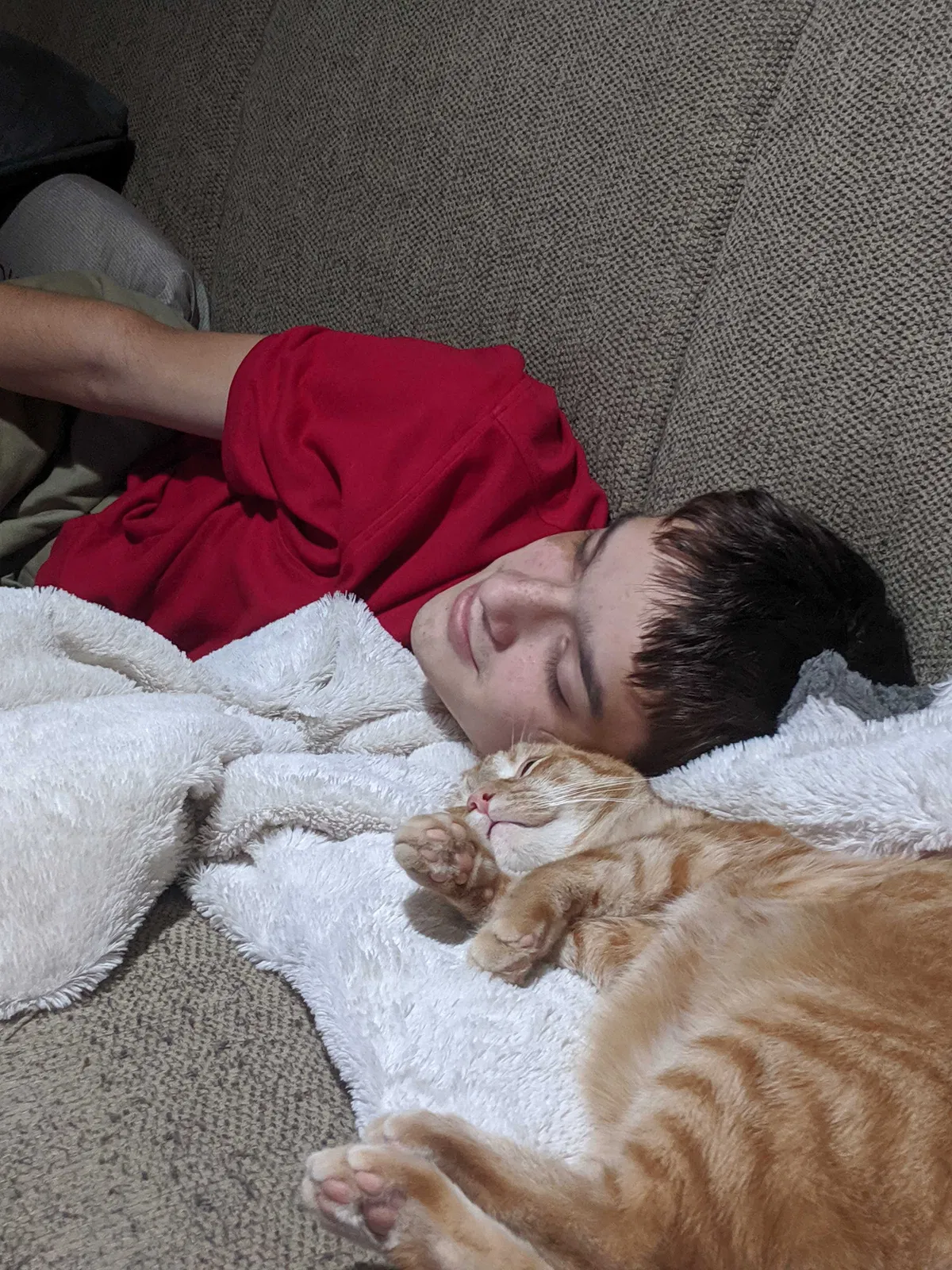 Lost cat in Leonidas, MI, 49066