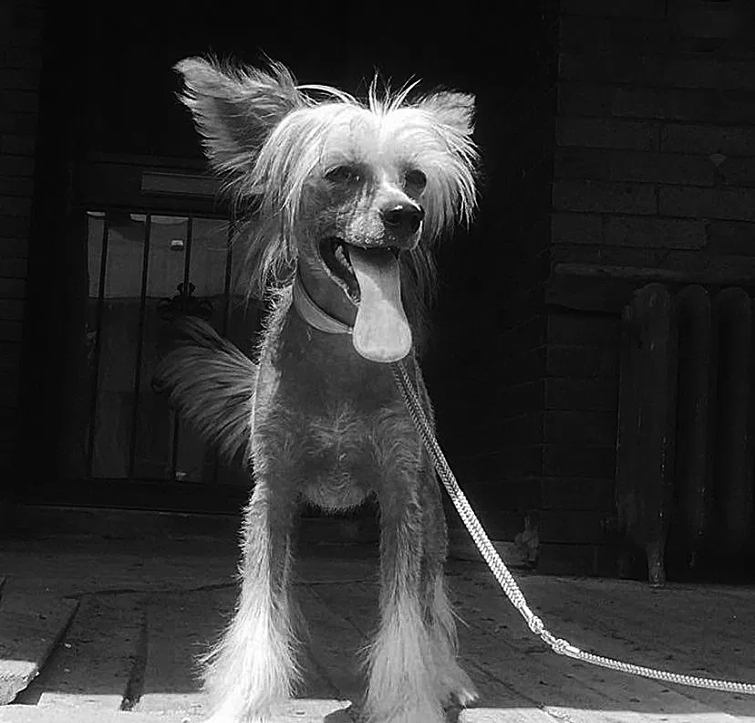 Lost dog in Highland Park, MI, 48203