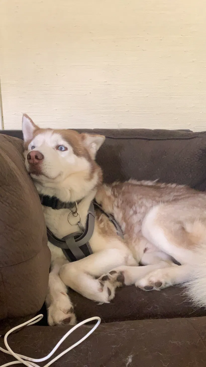 Lost dog in Corpus Christi, TX, 78404