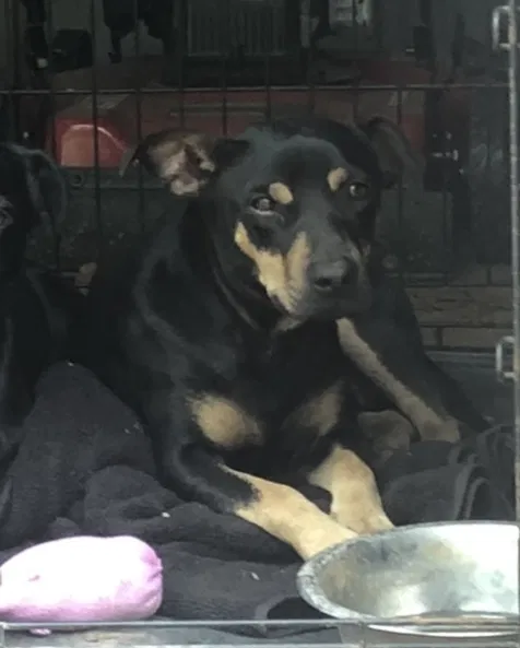 Lost dog in Bossier City, LA, 71111