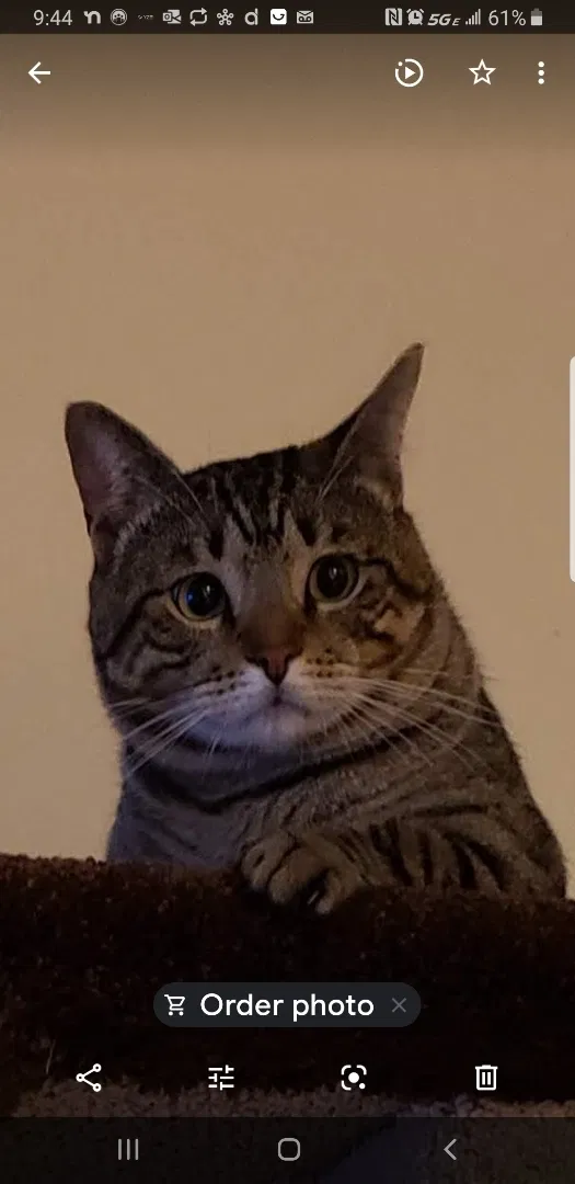 Lost cat in Miami, FL, 33186