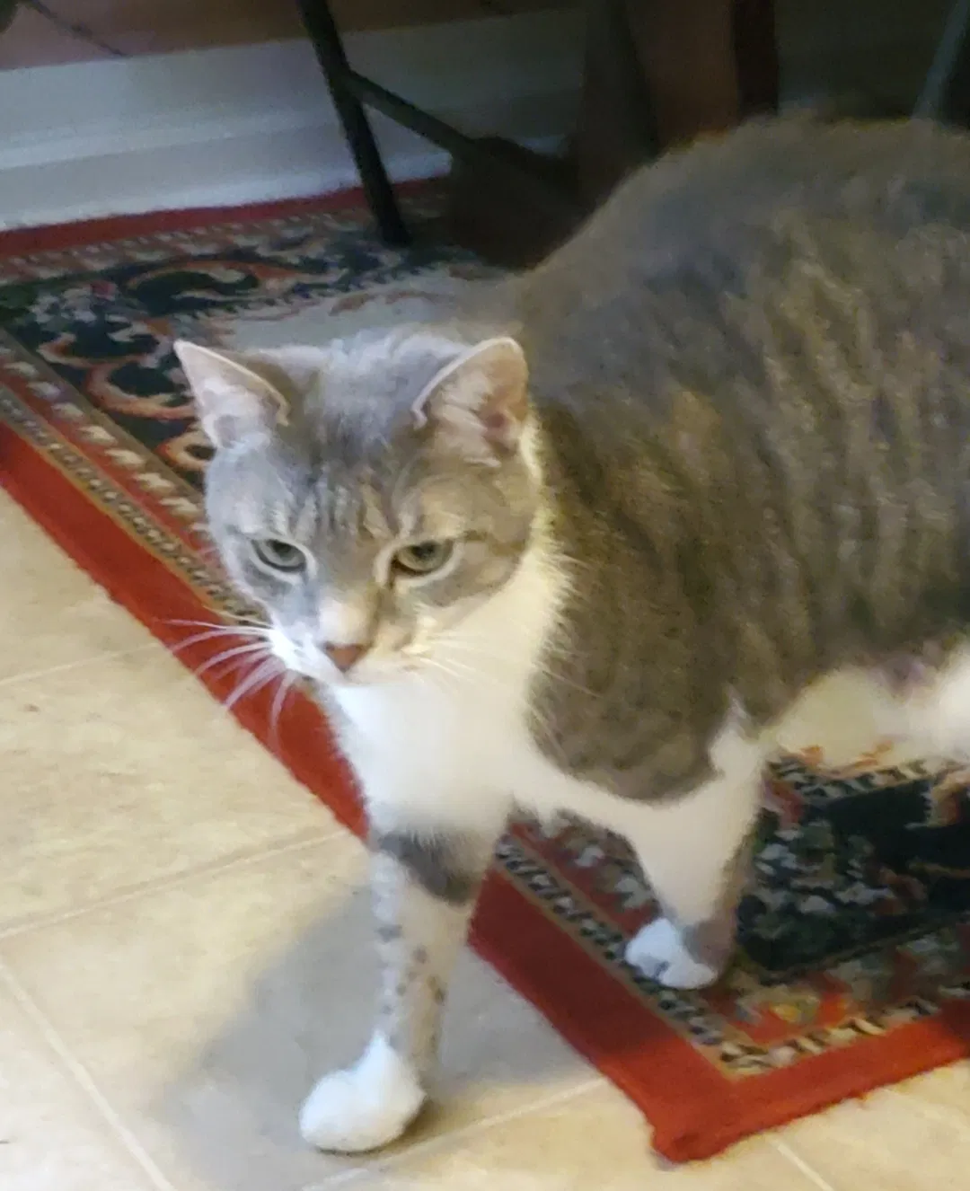 Lost cat in North Charleston, SC, 29418
