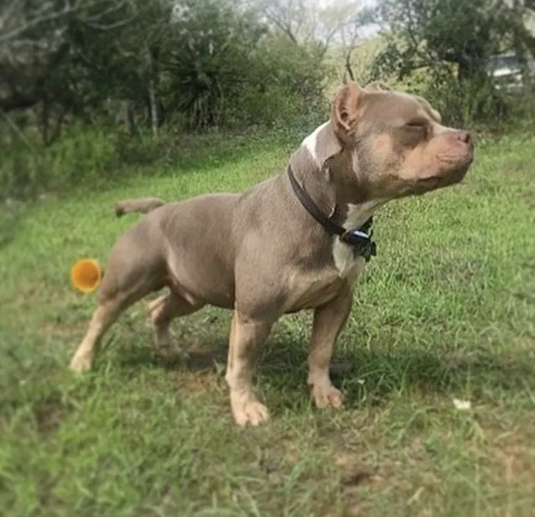 Lost dog in Converse, TX, 78109