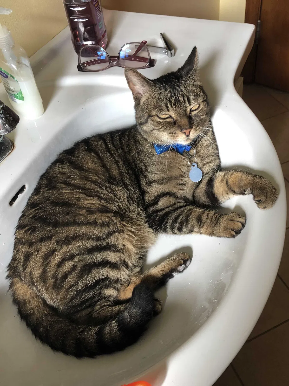 Lost cat in Arlington Heights, IL, 60005