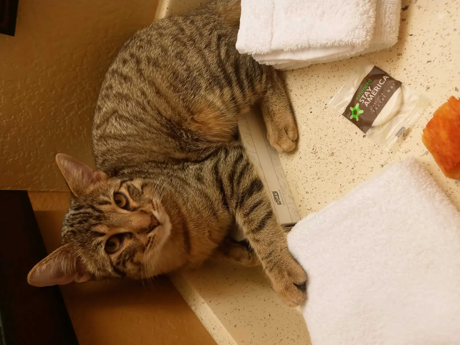 Lost cat in Austin, TX, 78744