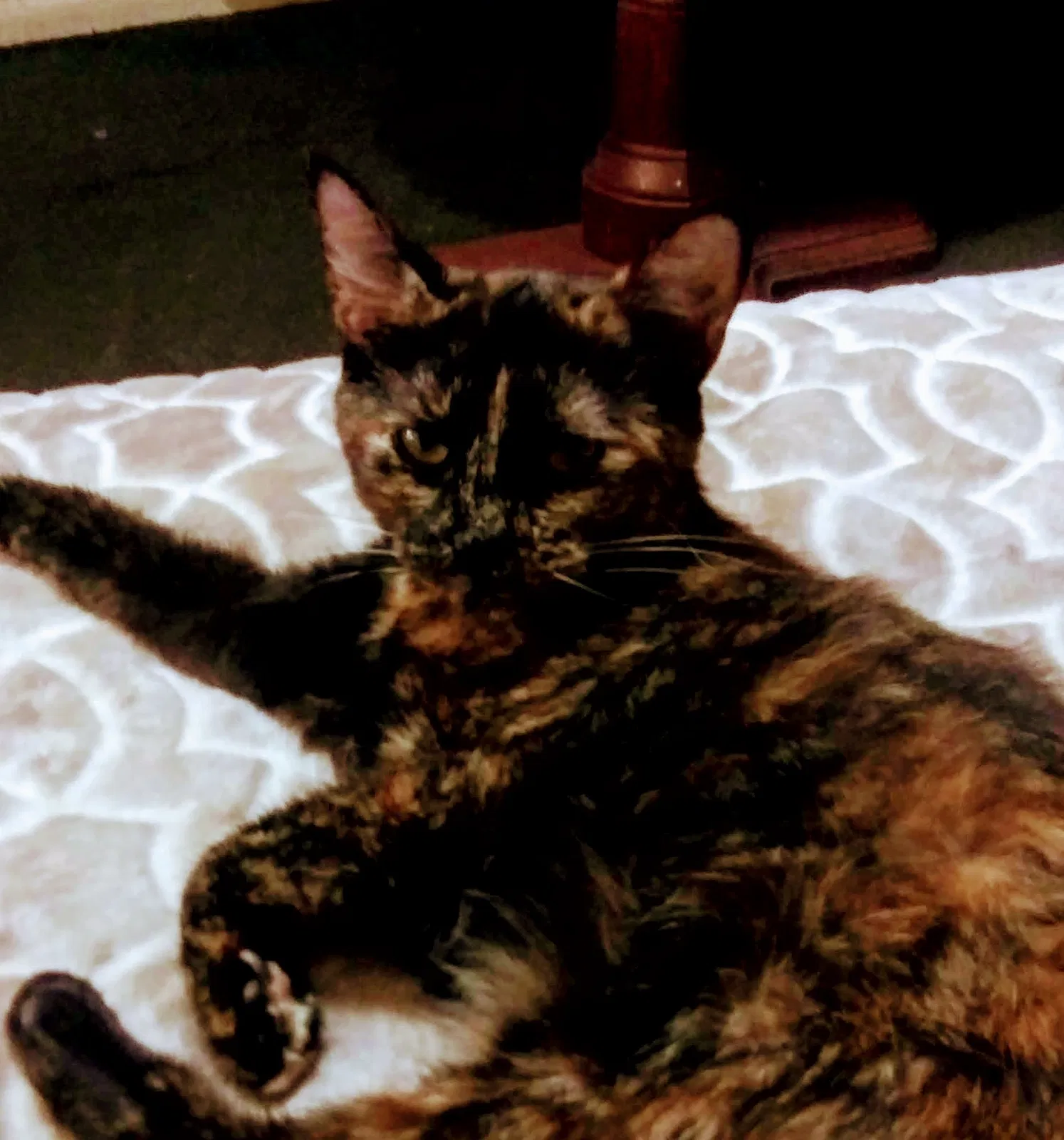 Lost cat in West Hartford, CT, 6119