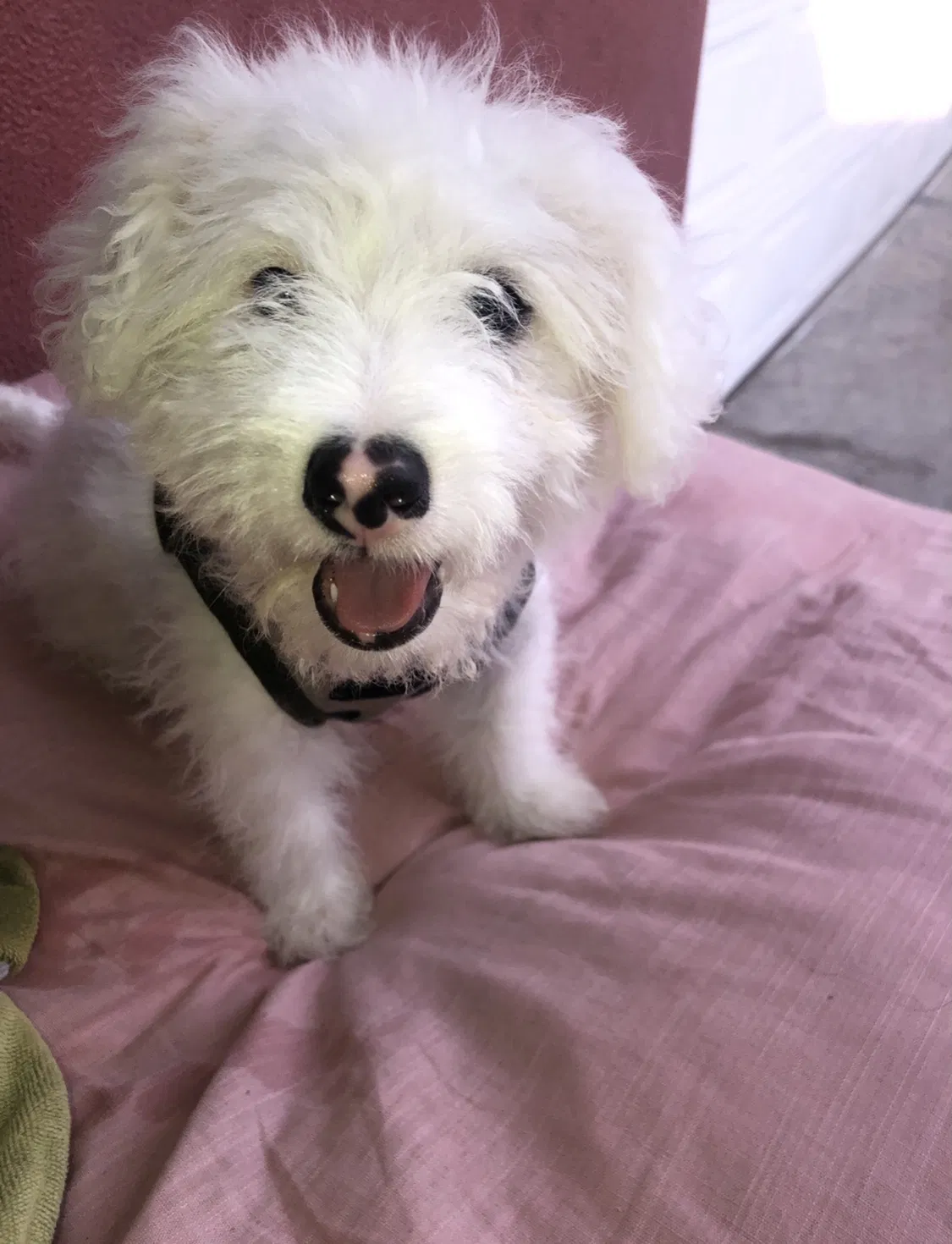 Lost dog in Garden Grove, CA, 92844
