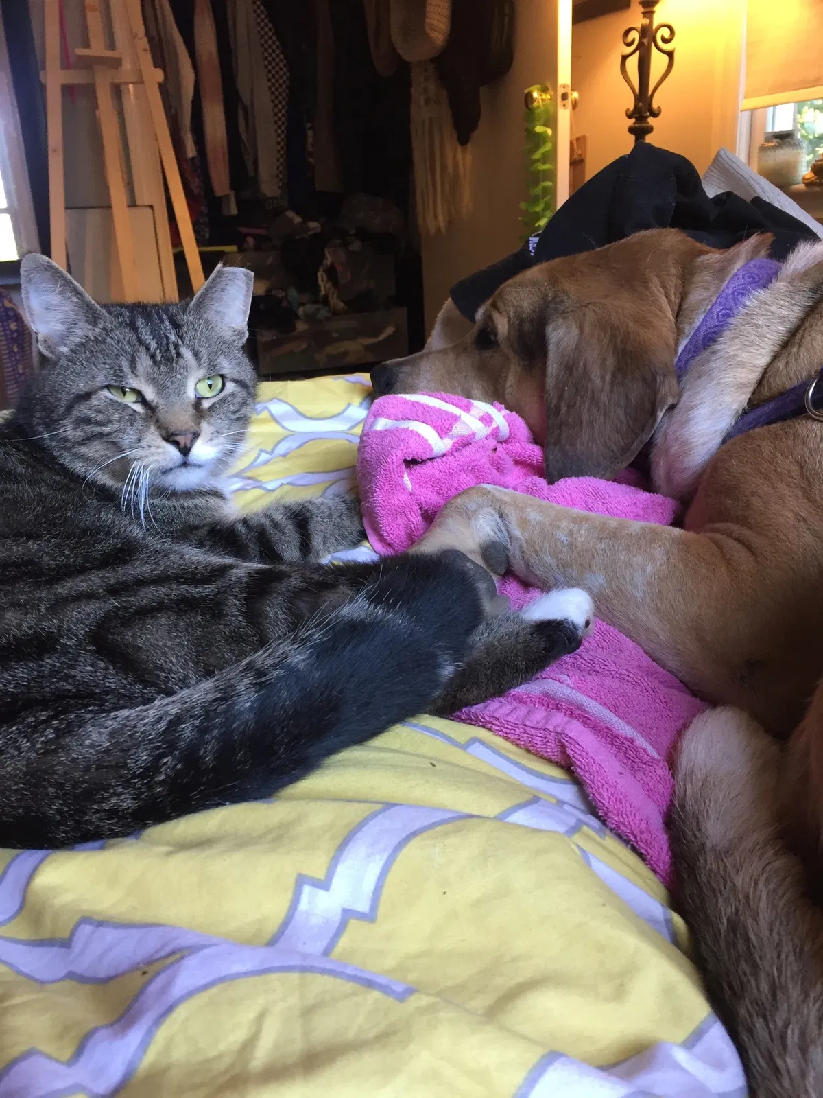 Lost cat in Raleigh, NC, 27610