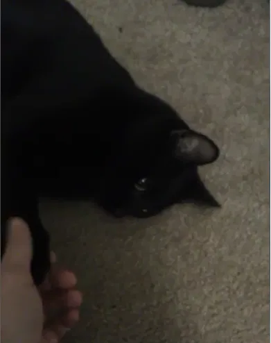 Lost cat in Crossville, AL, 35962
