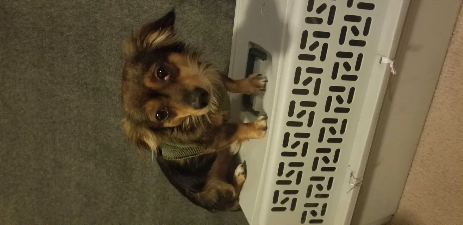 Lost dog in Portland, OR, 97220