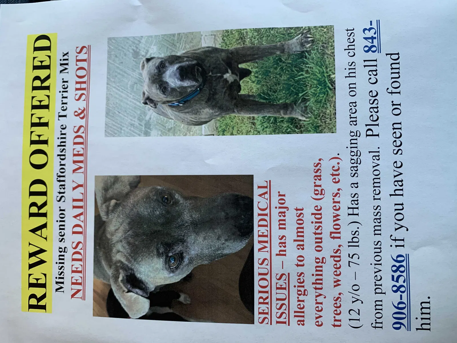 Lost dog in Charleston, SC, 29406