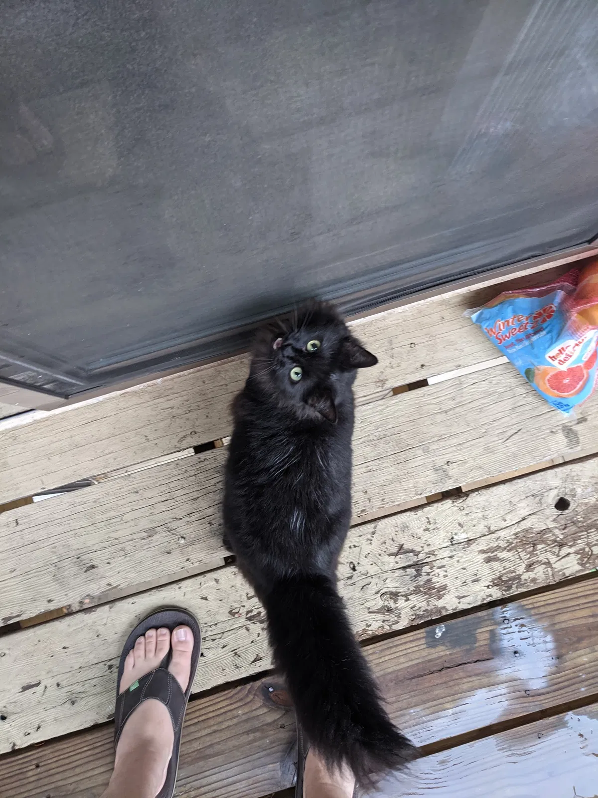 Found cat in Huntsville, AL, 35802