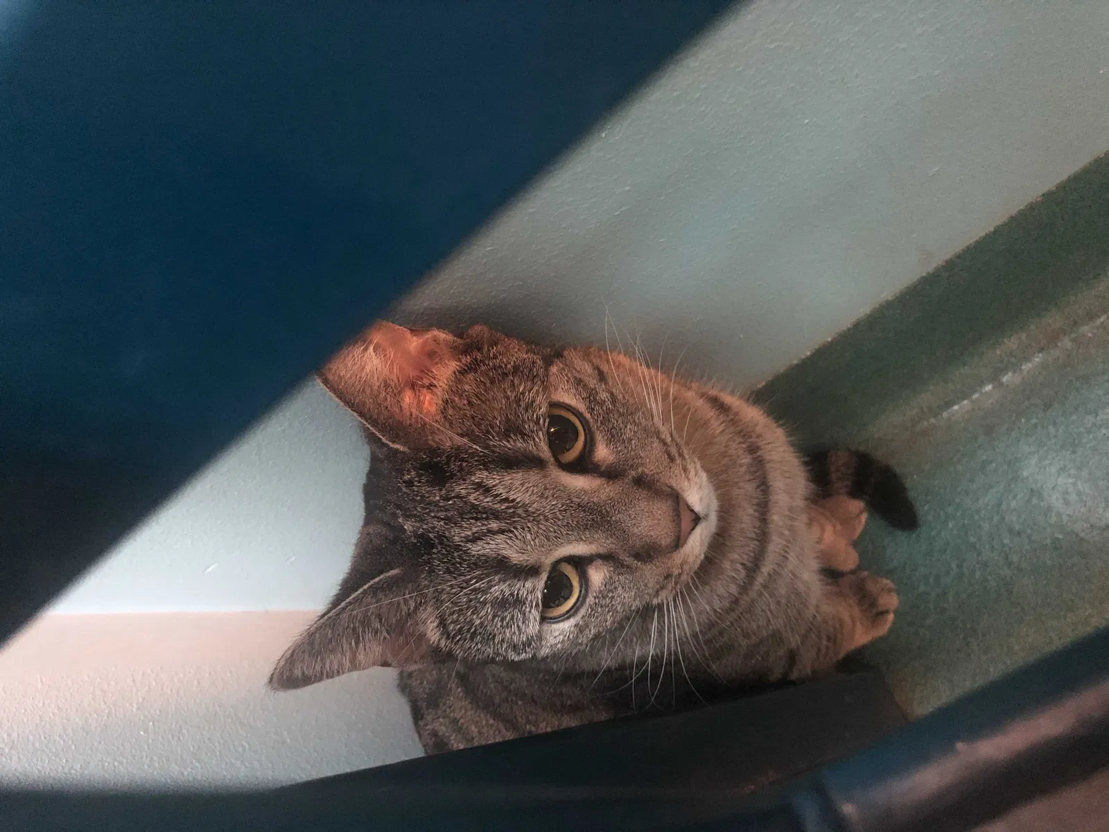 Lost cat in Midlothian, VA, 23112