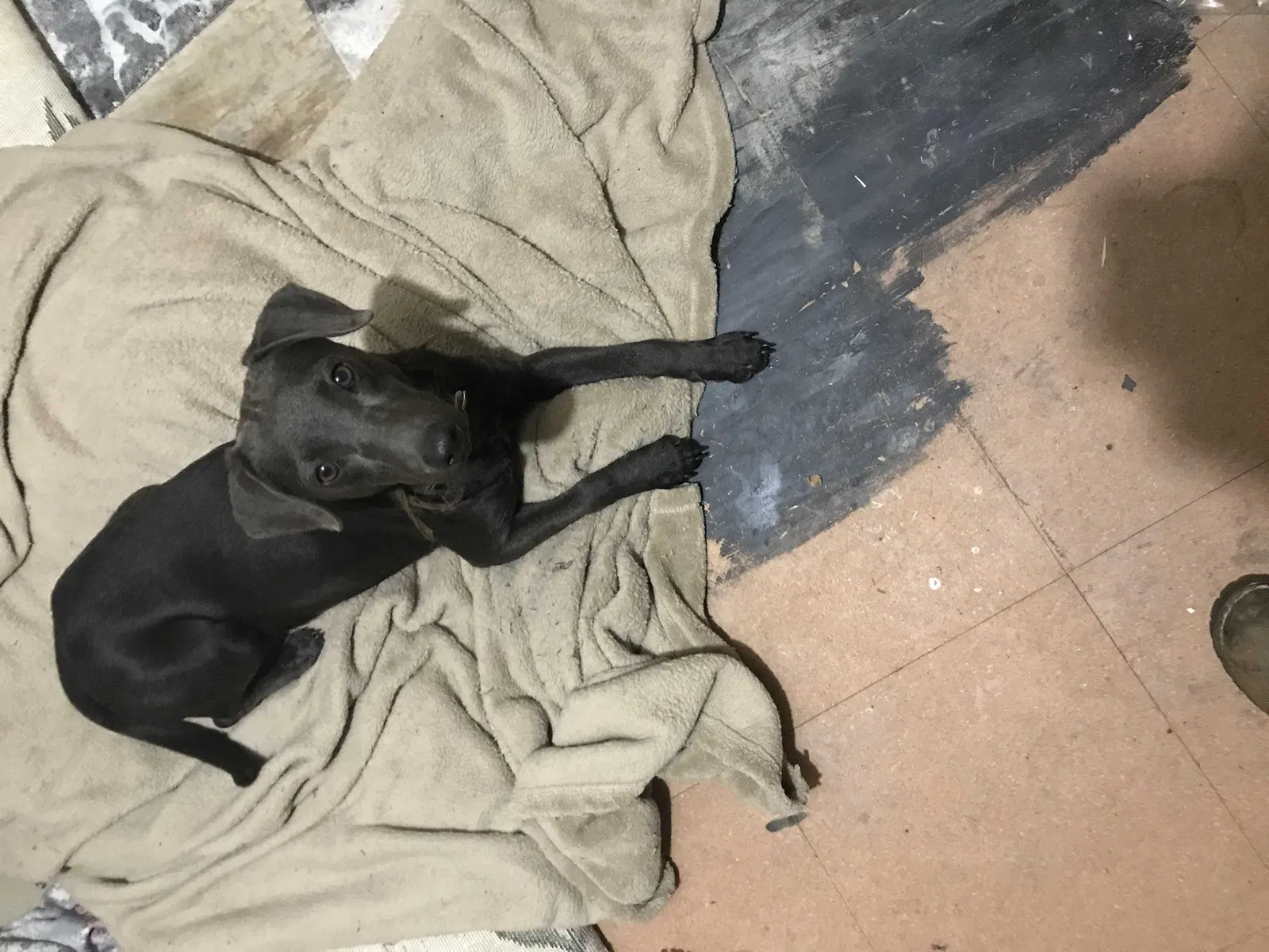 Found dog in Somerset, TX, 78069