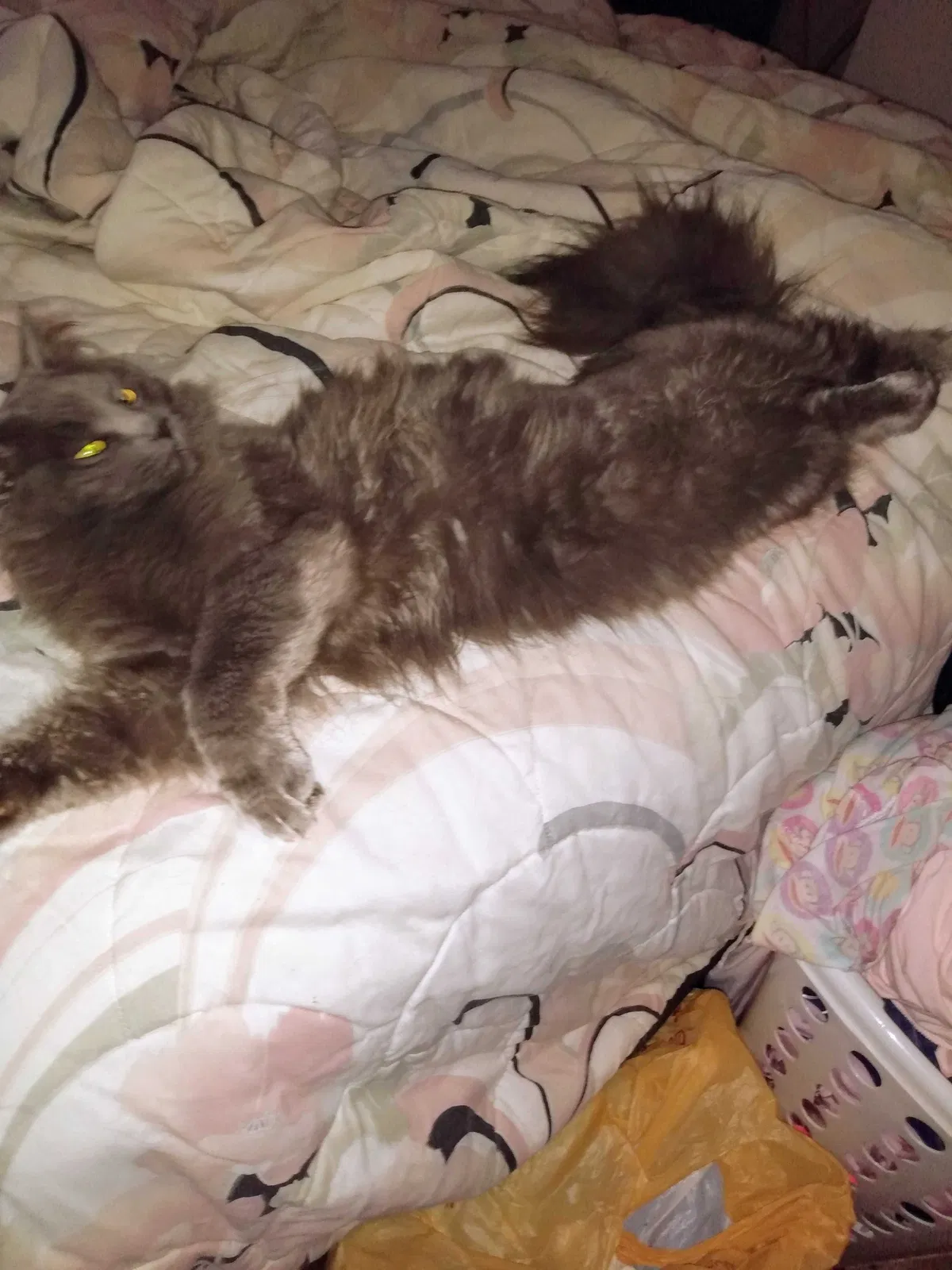 Lost cat in Snohomish, WA, 98290