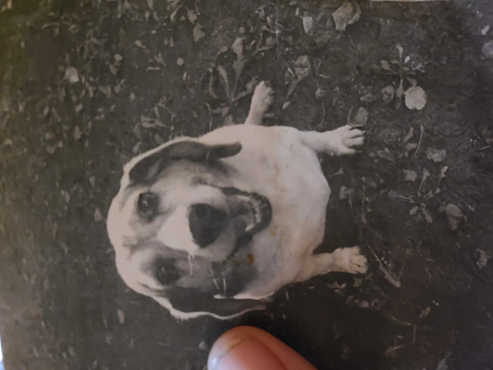 Lost dog in Wichita, KS, 67208