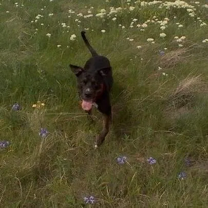 Lost dog in Missoula, MT, 59801