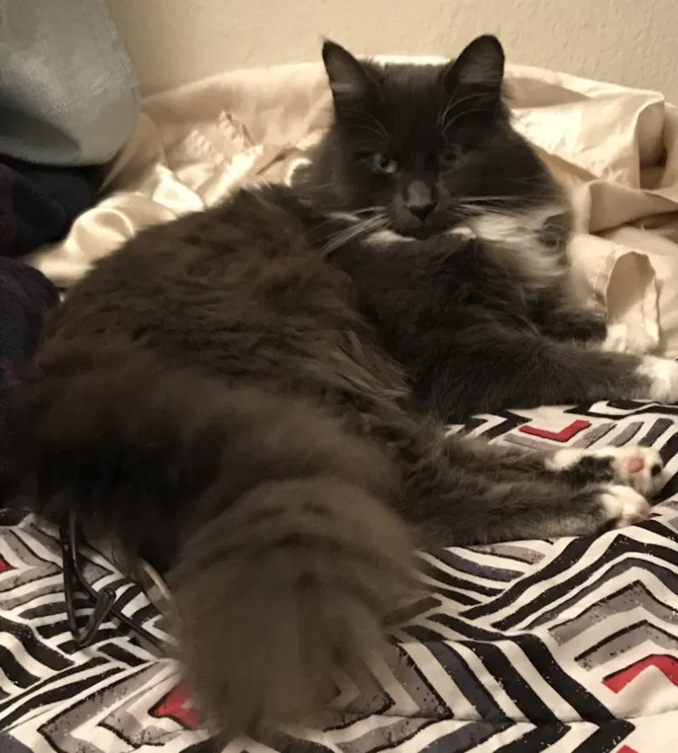 Lost cat in Oregon City, OR, 97045