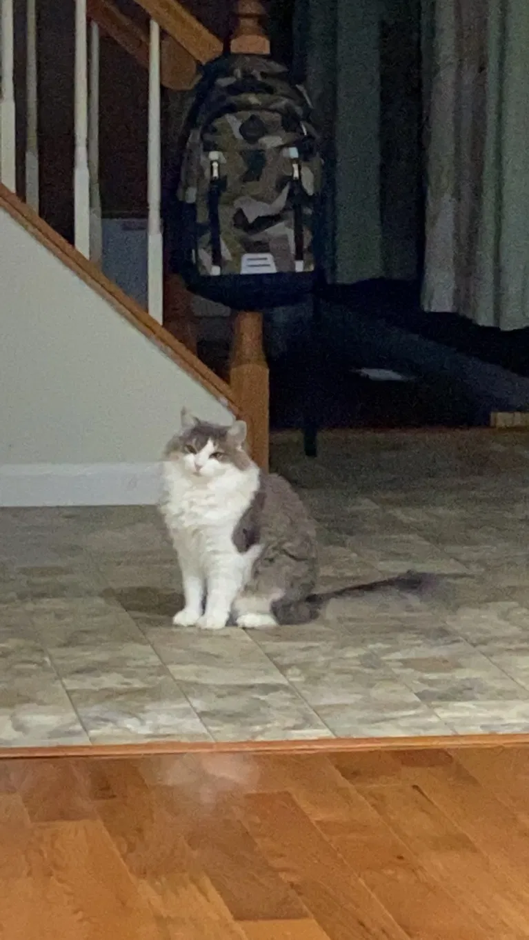 Lost cat in Gaithersburg, MD, 20878