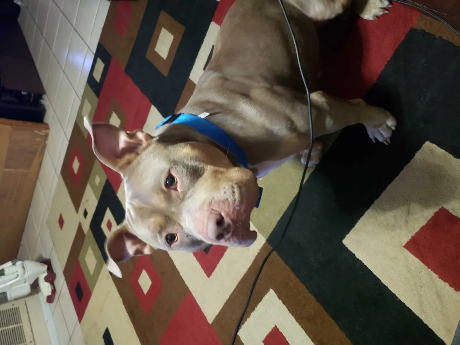 Lost dog in Holiday, FL, 34691