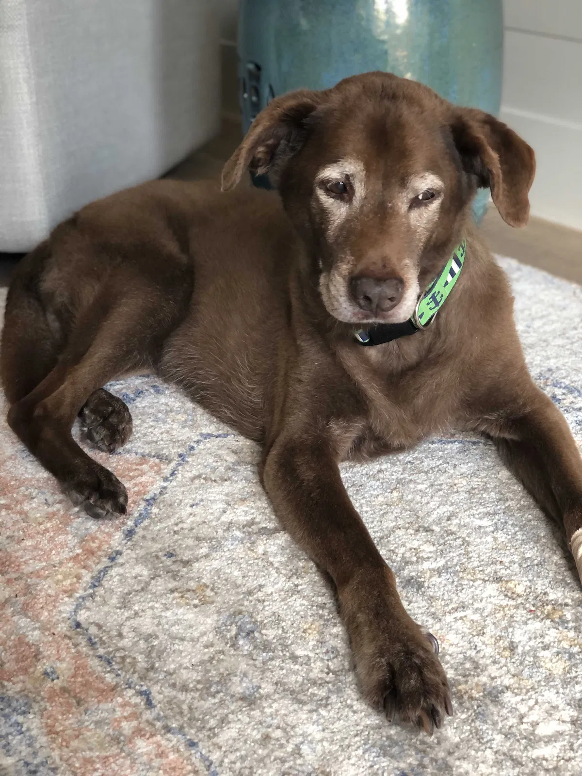 Lost dog in Fort Lauderdale, FL, 33315