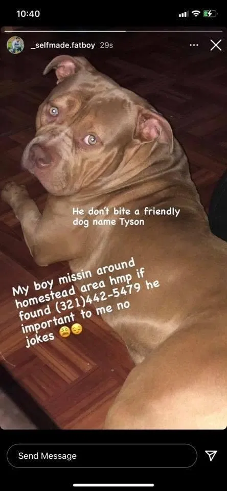 Lost dog in Homestead, FL, 33030