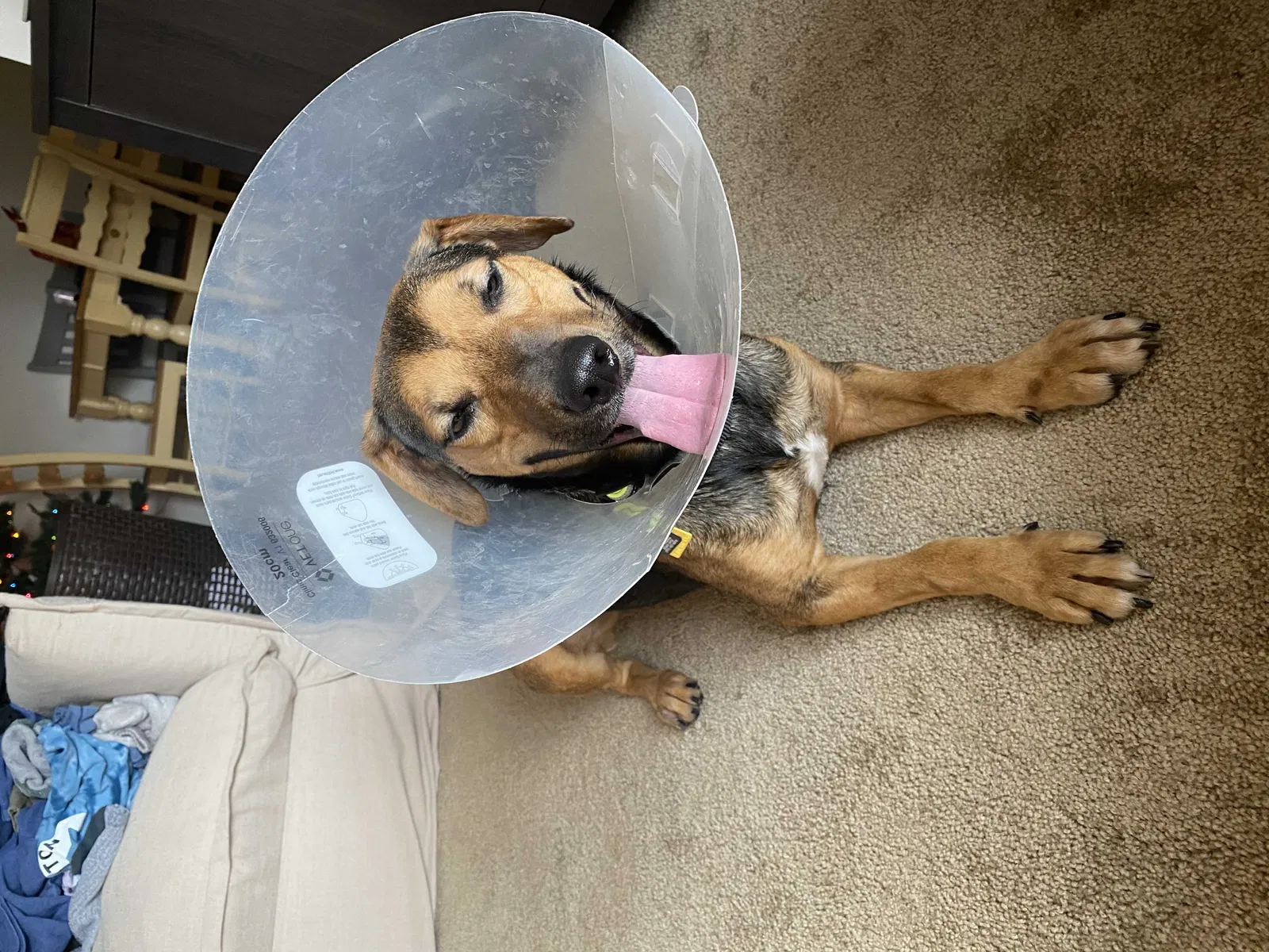 Lost dog in Virginia Beach, VA, 23462