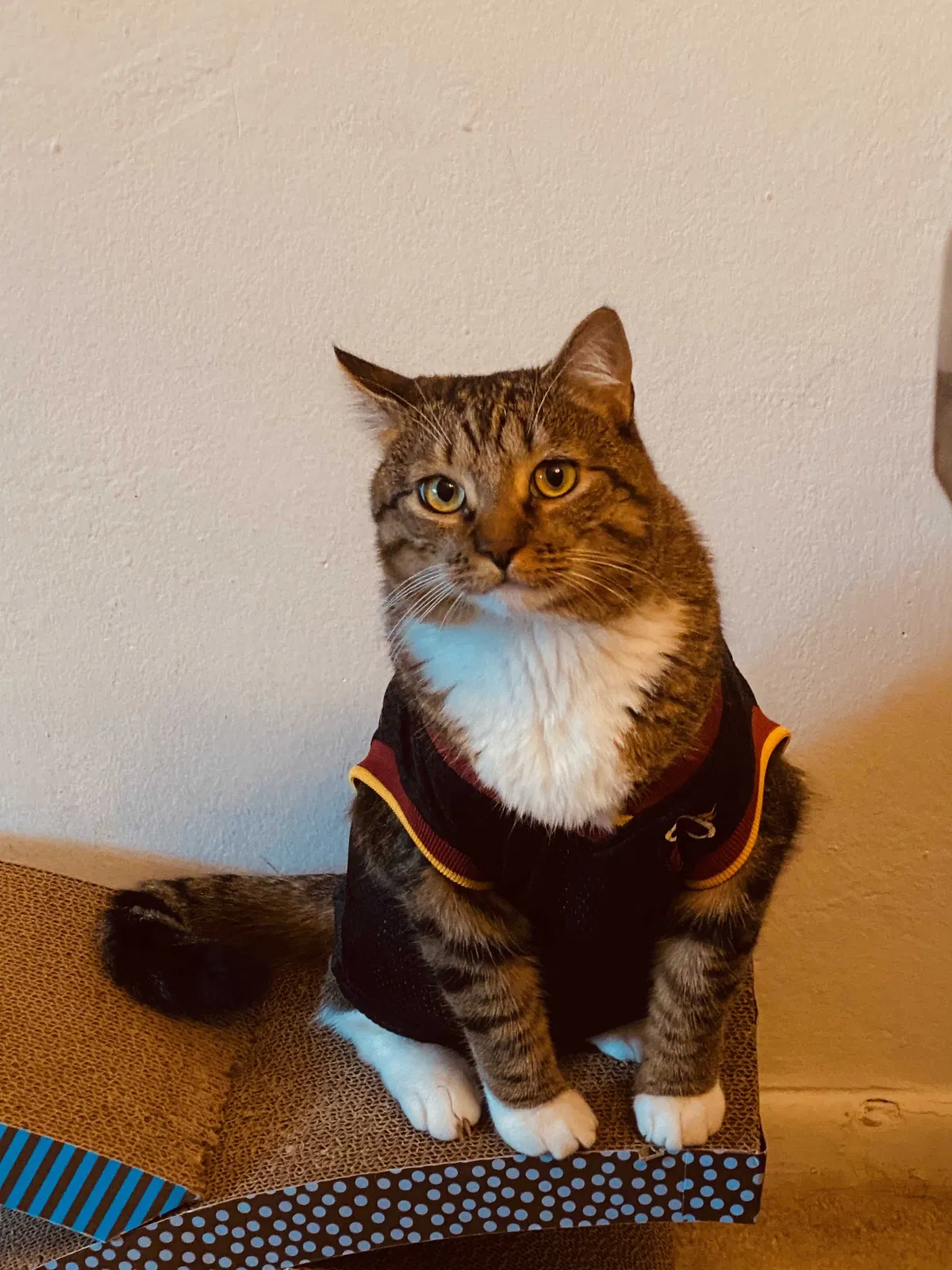 Lost cat in Miami, FL, 33173