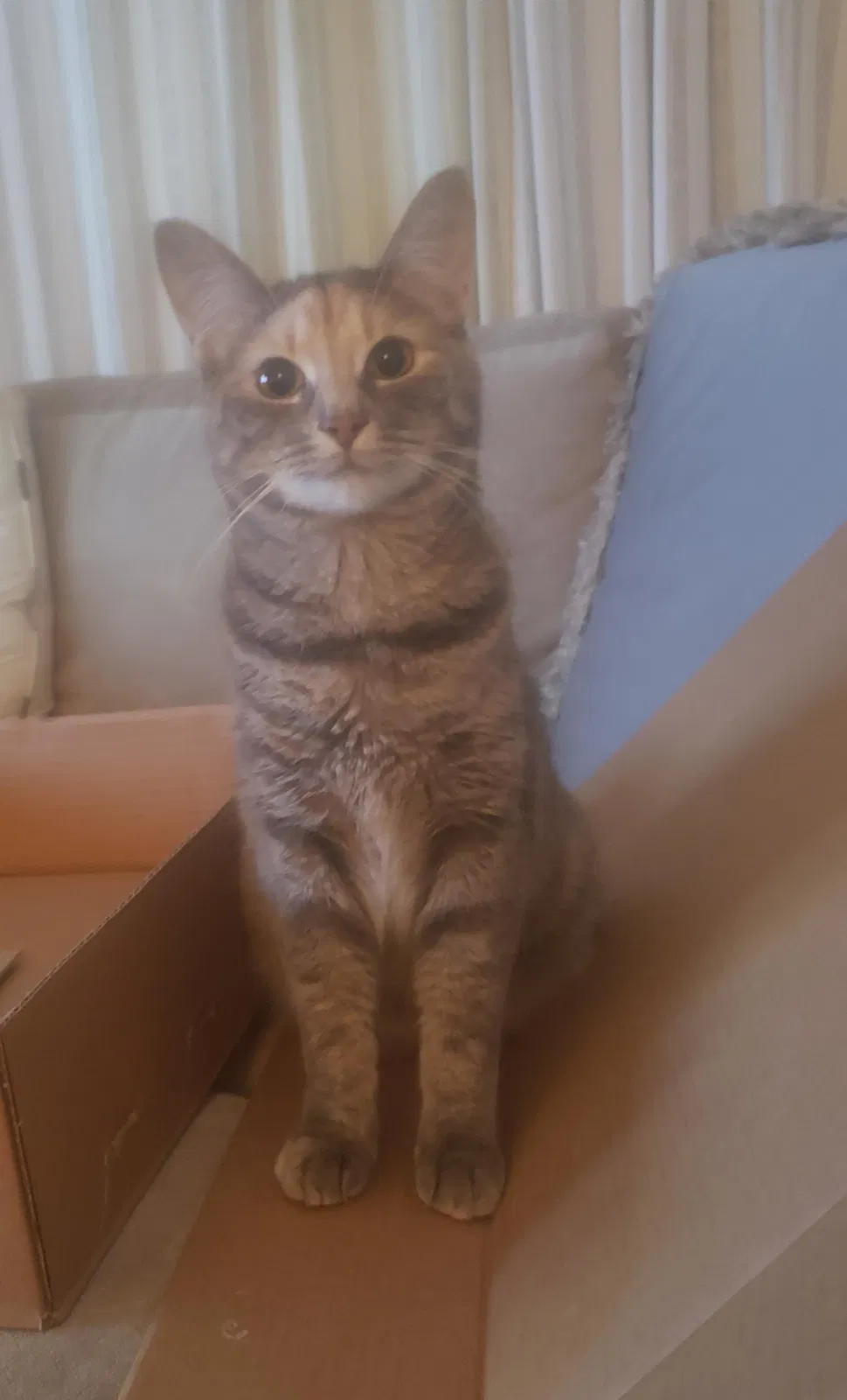 Lost cat in Warren, MI, 48092