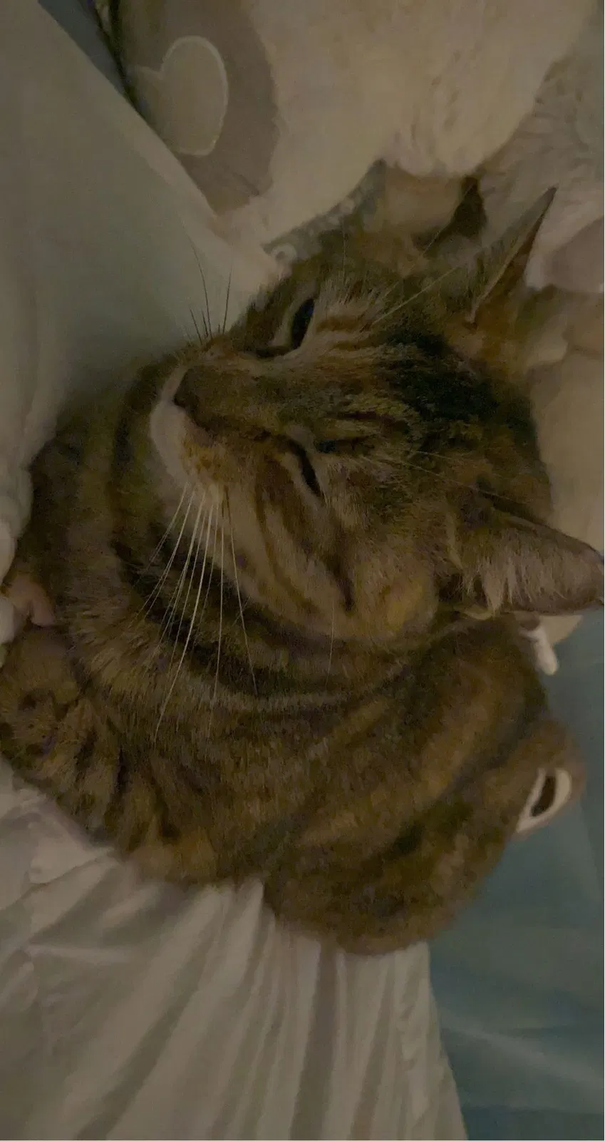 Lost cat in Vero Beach, FL, 32960