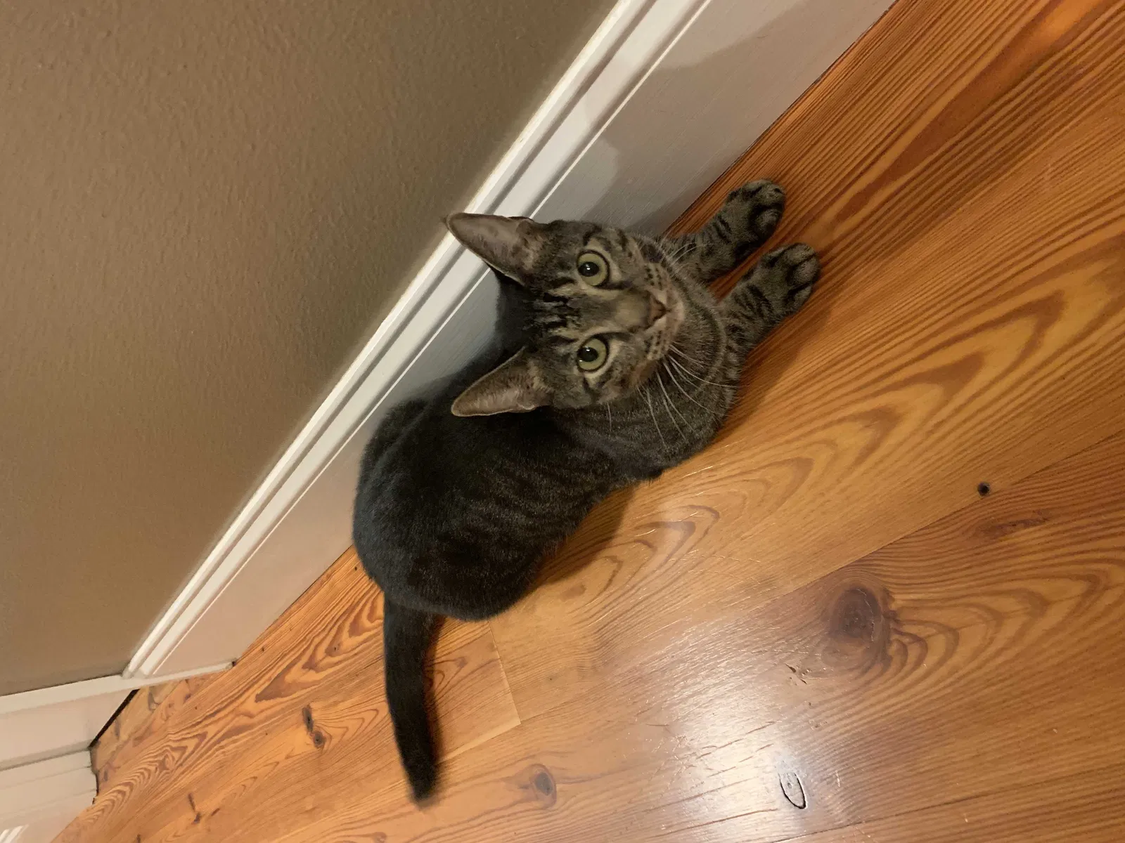 Lost cat in Raleigh, NC, 27616