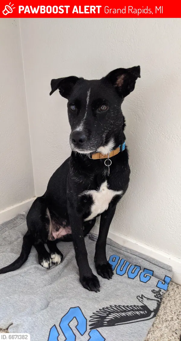 Lost dog in Grand Rapids, MI, 49507
