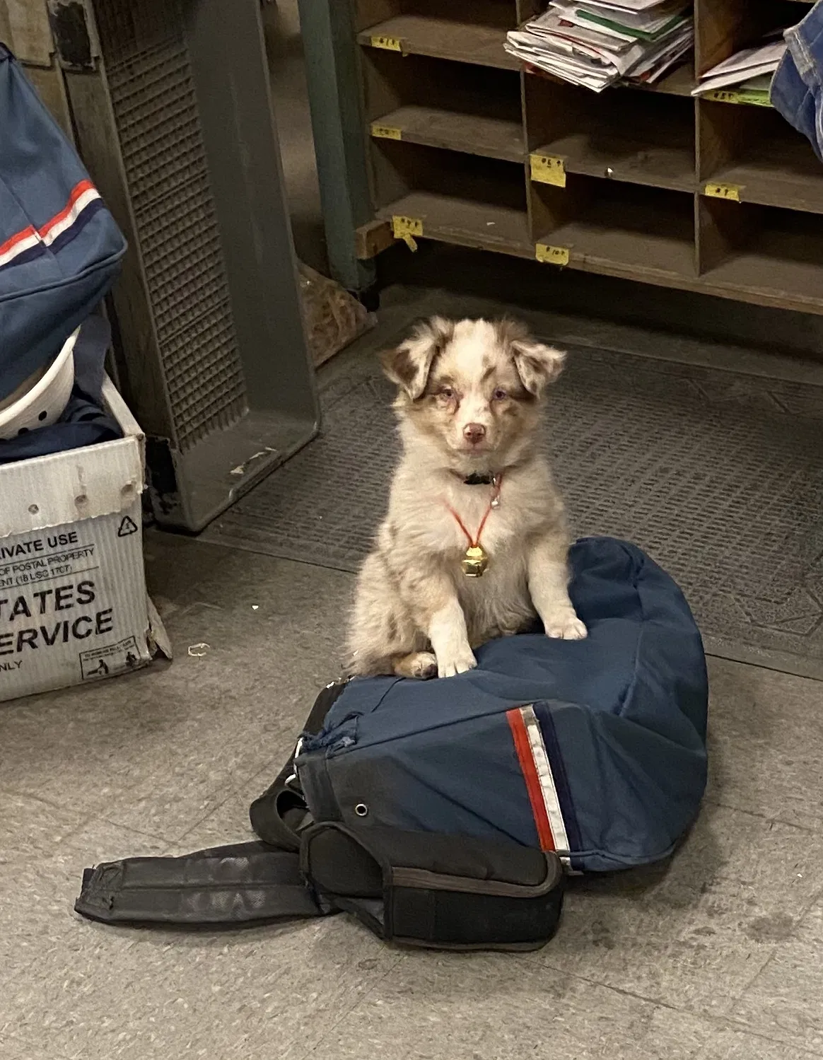 Lost dog in Pleasant Hill, IA, 50327