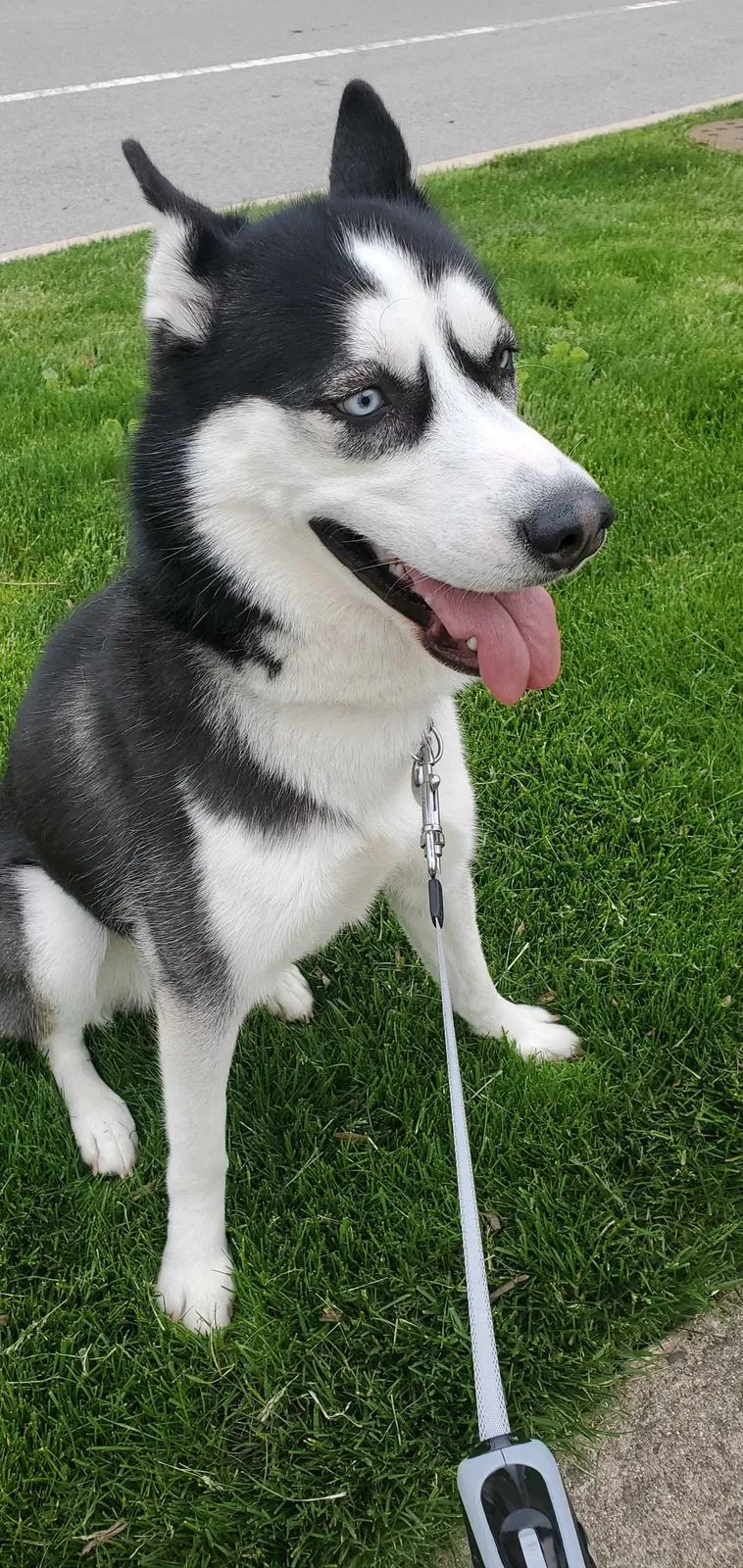 Lost dog in Fort Wayne, IN, 46816
