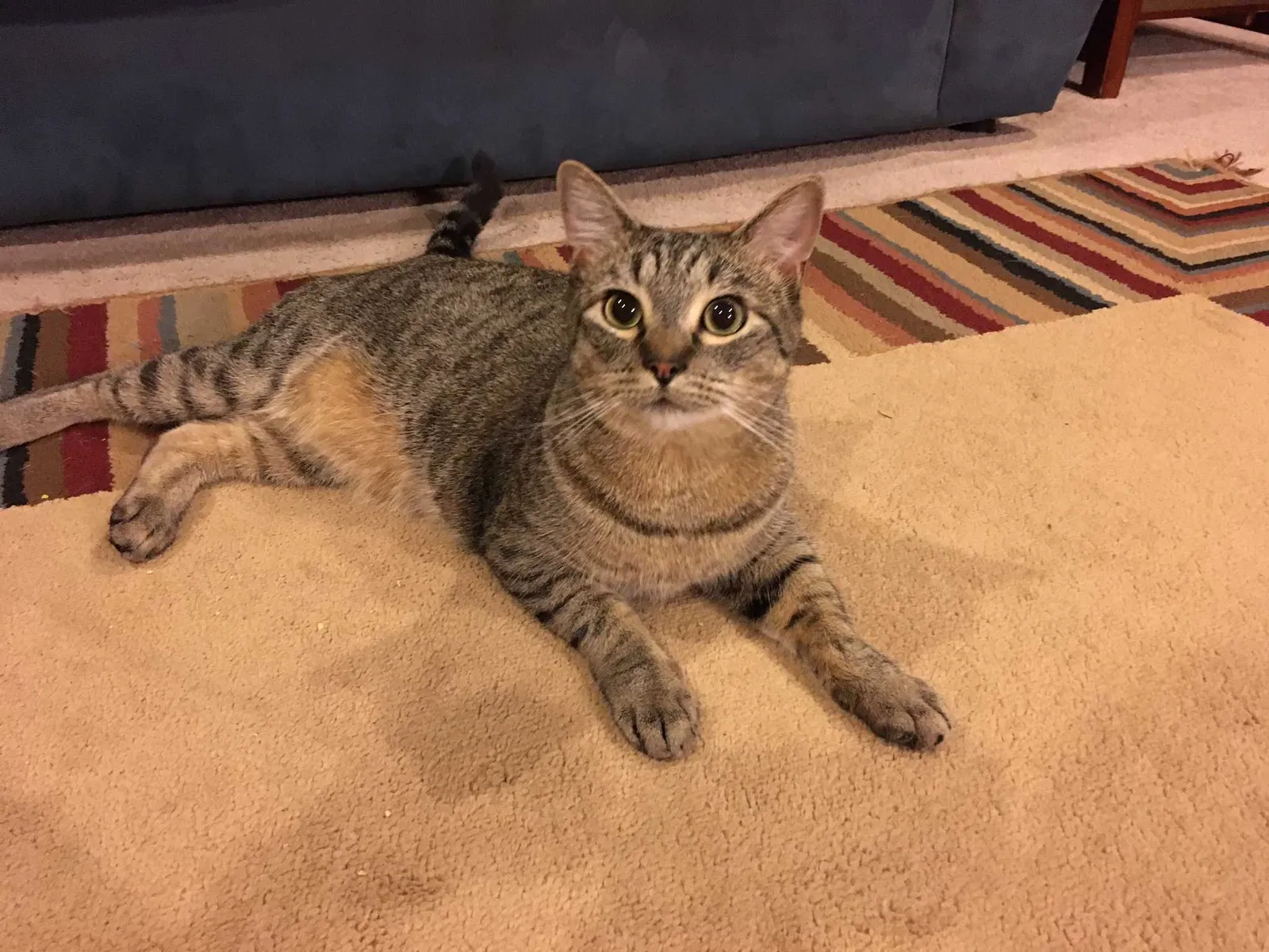 Lost cat in Clarksville, TN, 37042