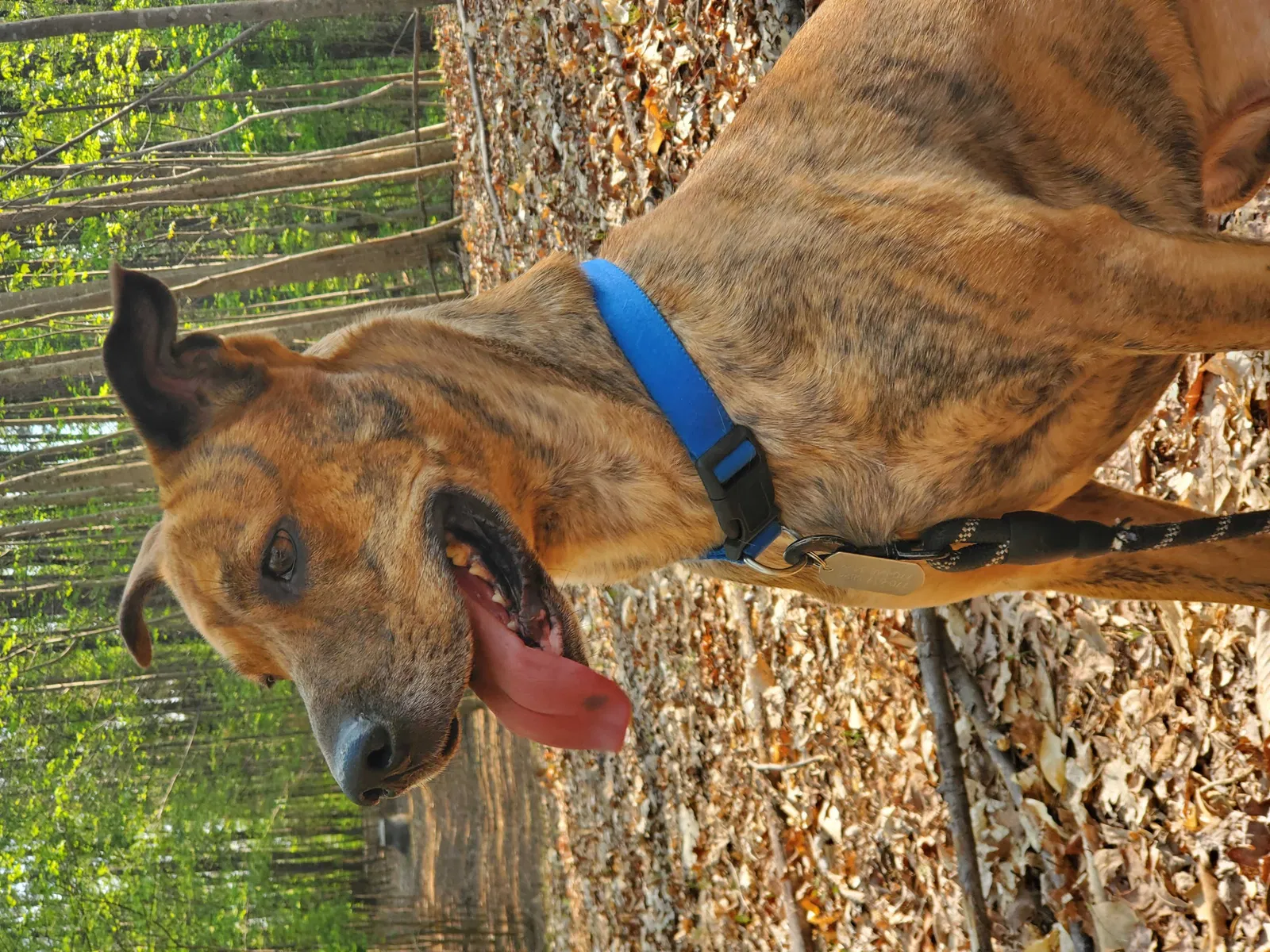 Lost dog in Acworth, GA, 30101