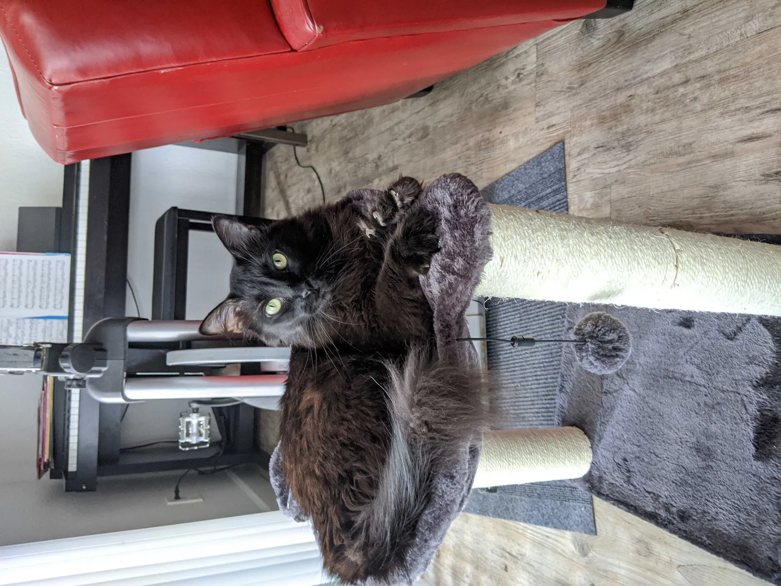 Lost cat in Tucson, AZ, 85719