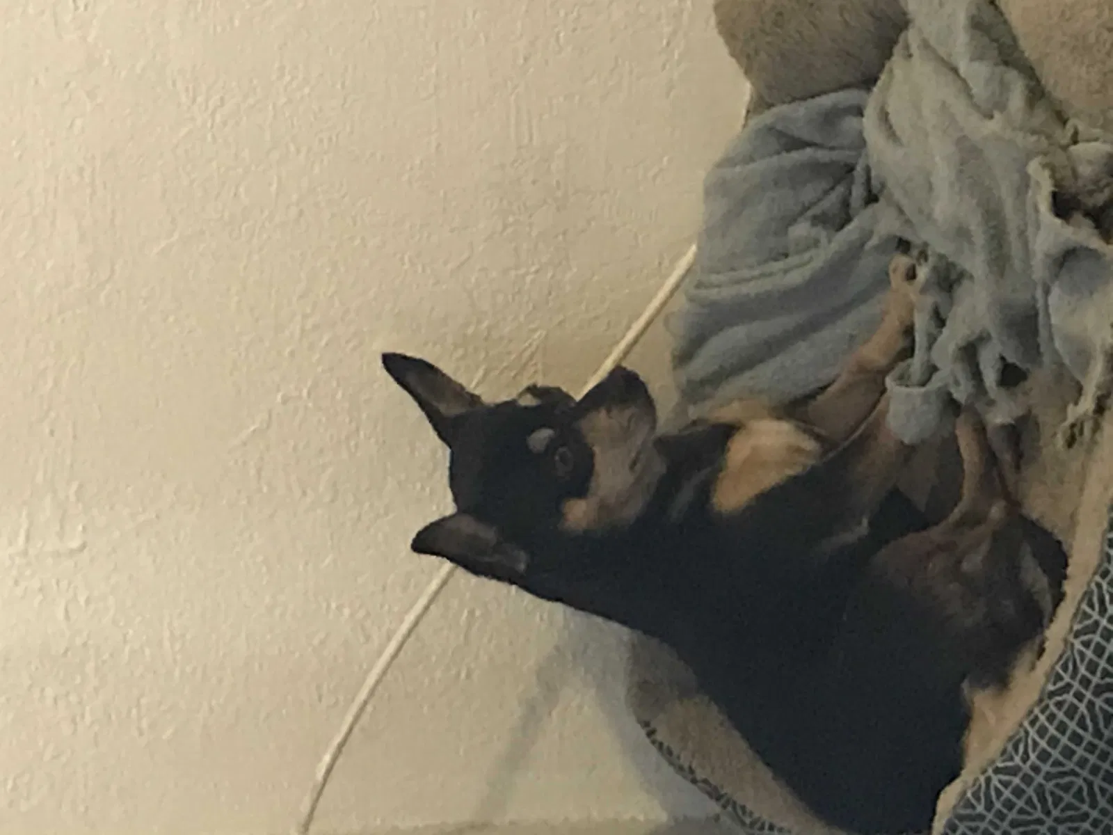 Lost dog in El Paso, TX, 79907