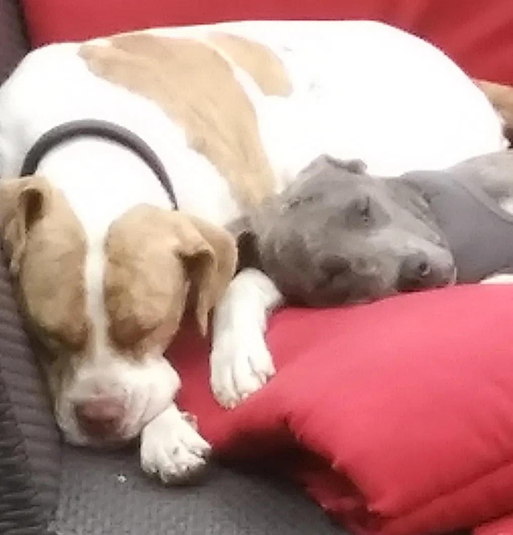 Lost dog in Tulsa, OK, 74128