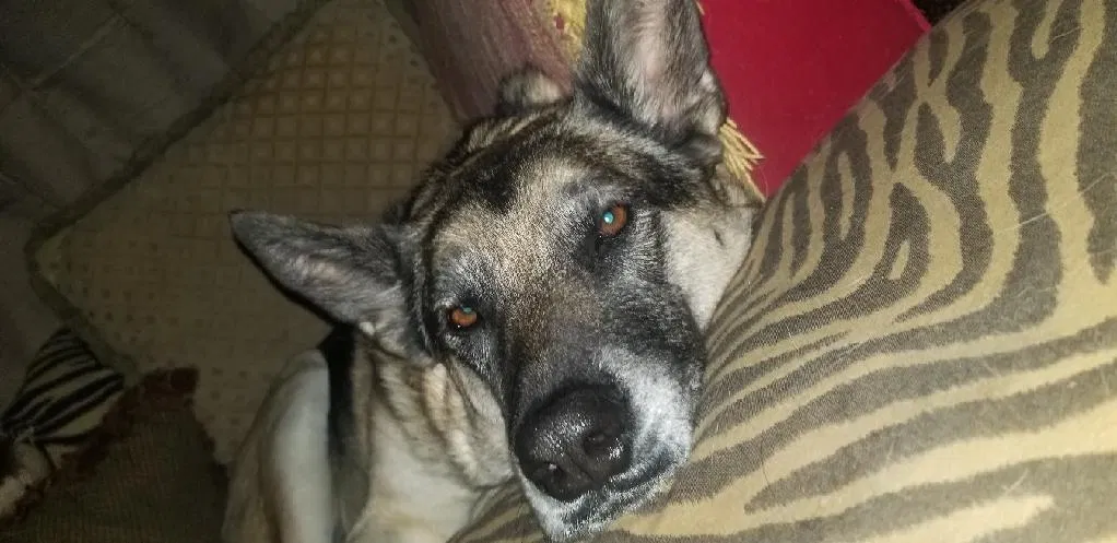 Lost dog in Rogers, AR, 72756