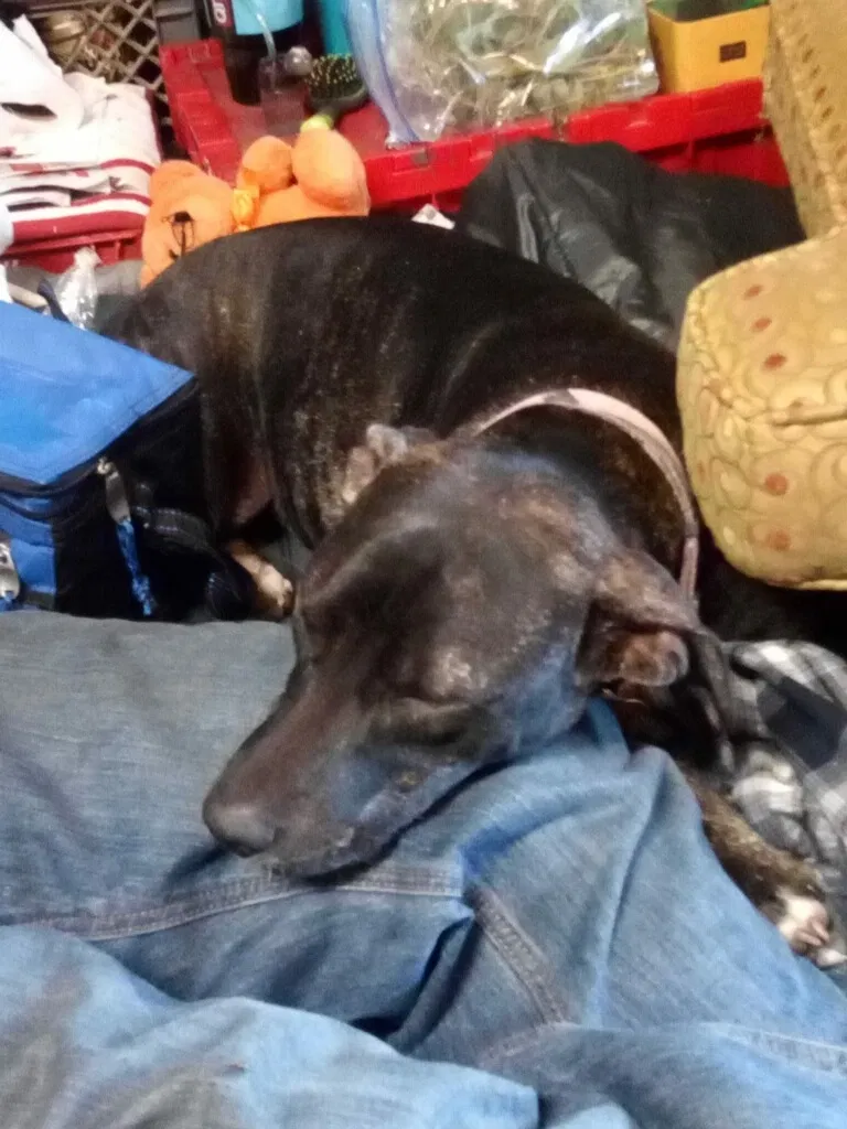 Lost dog in Tulsa, OK, 74128
