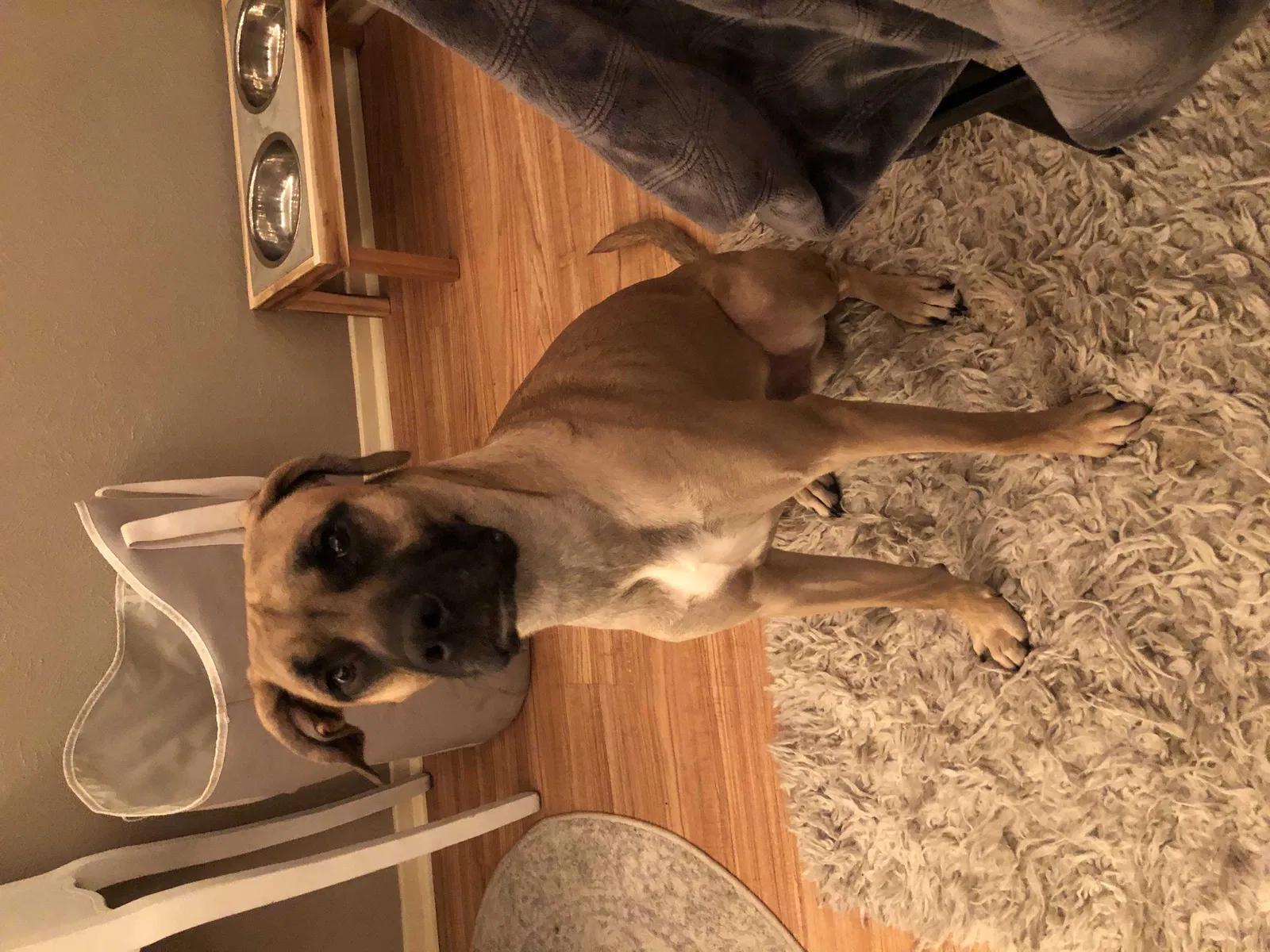 Lost dog in Georgetown, TX, 78633
